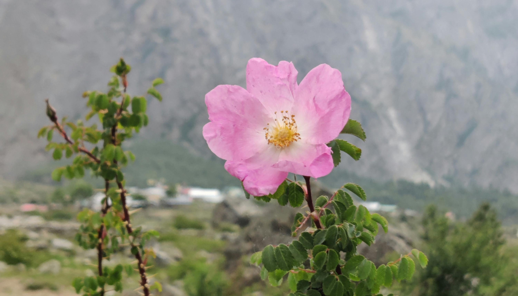 From Farm to Face: The Journey of Wild-Harvested Ingredients