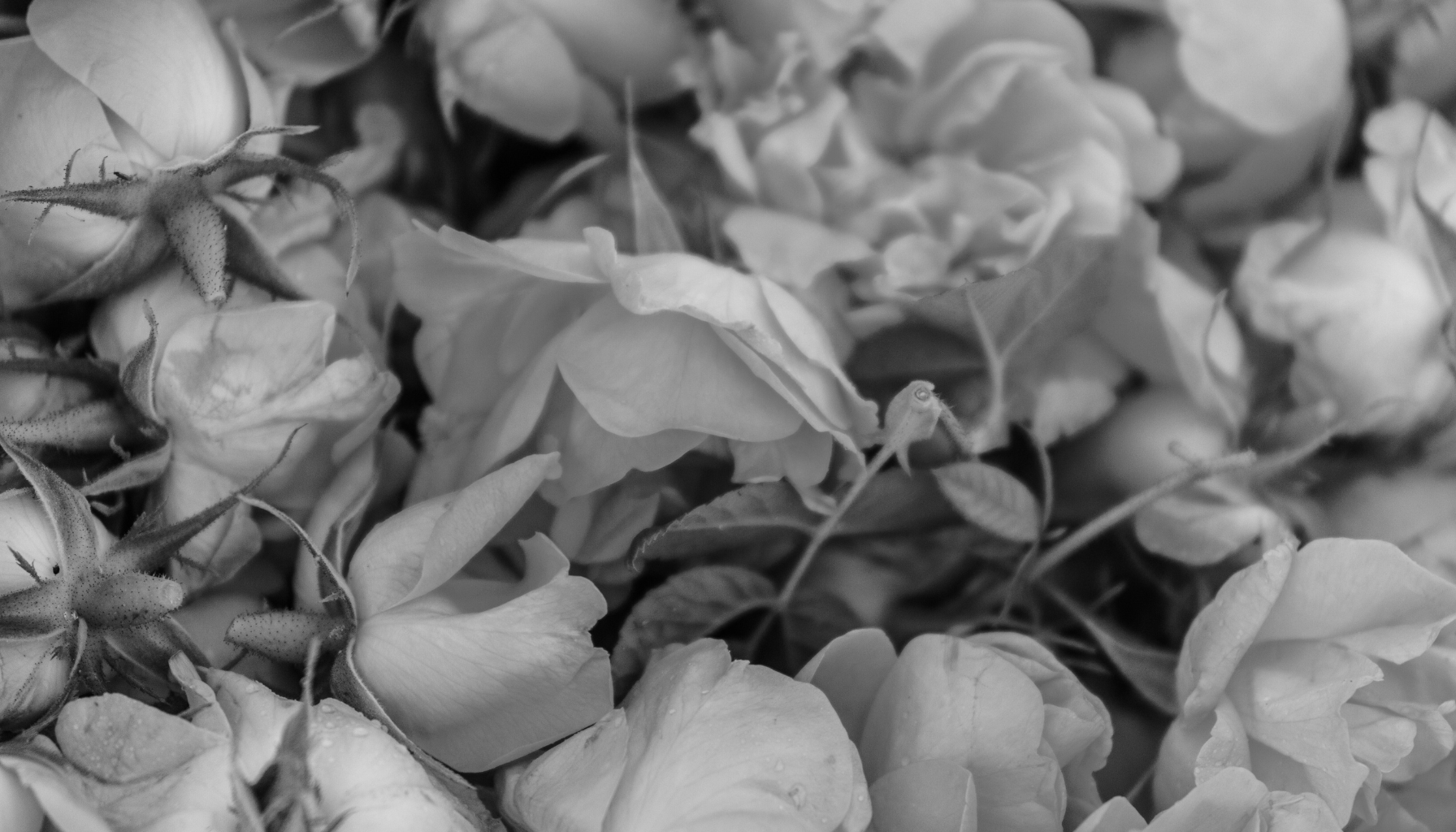How Natural Ingredients Outperform Synthetics (When Done Right)