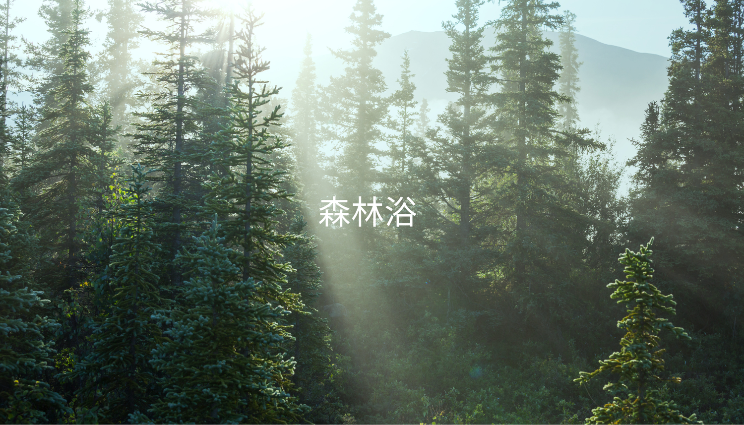 The Healing Power of Nature: Why Forest Bathing Is More Than Just a Walk