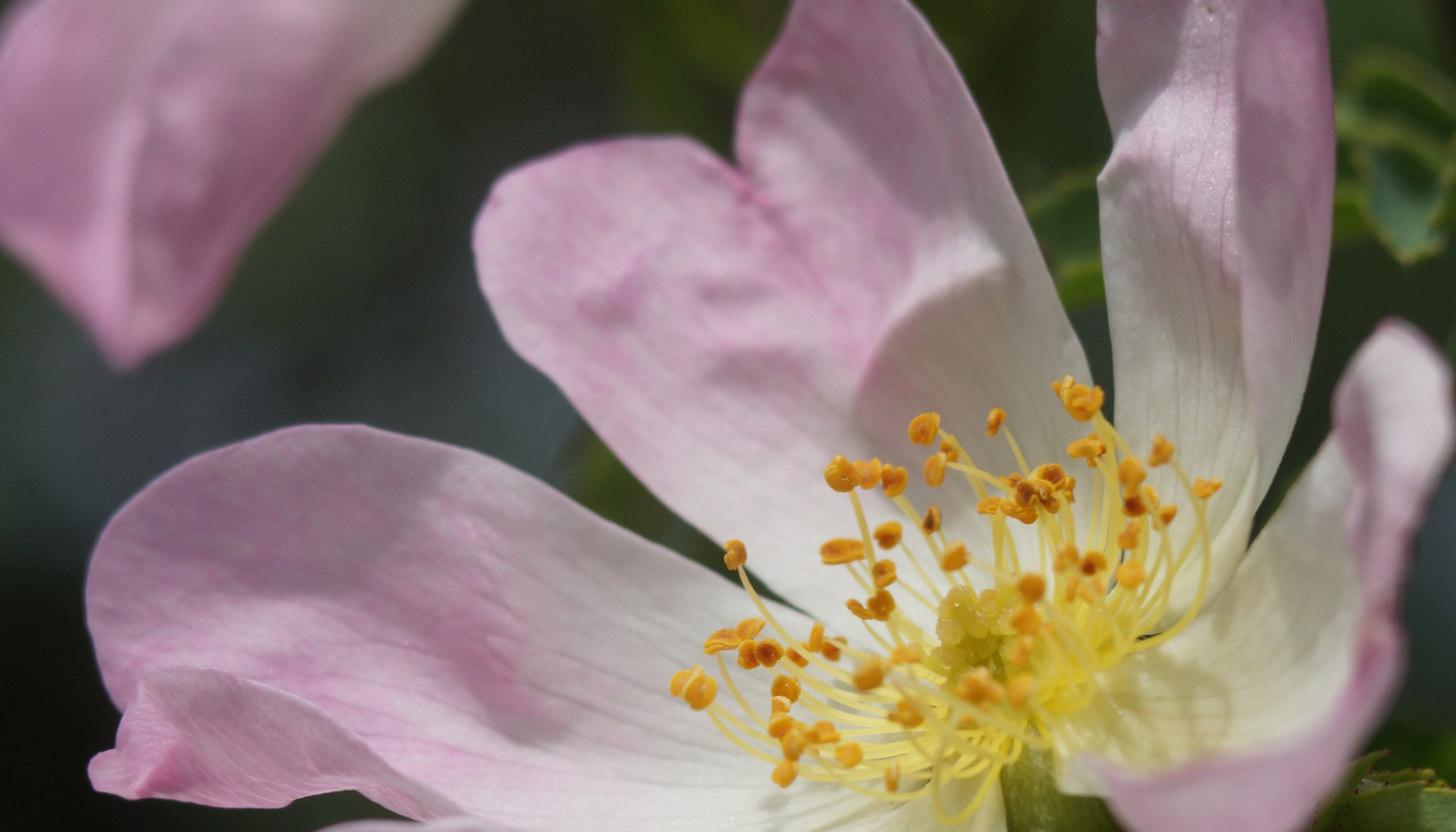 Wild Beauty: What Happens When Your Skincare Ingredients Grow Free, Not Farmed