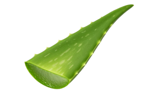ALOE VERA EXTRACT