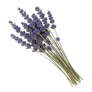 LAVENDER OIL