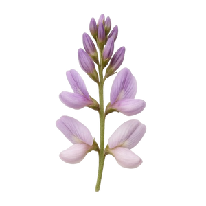 LICORICE ROOT EXTRACT