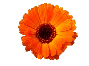 MARIGOLD (CALENDULA) FLOWER EXTRACT