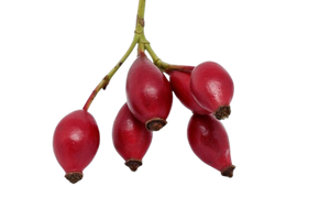 ROSEHIP FRUIT OIL