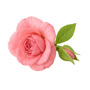 ROSE OIL