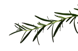 ROSEMARY LEAF EXTRACT