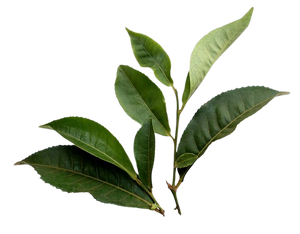 GREEN TEA LEAF EXTRACT
